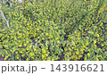 springtime flowering of a blackcurrant plant  143916621