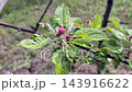 Apple blossoms in a spring garden  143916622