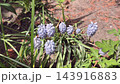 lilac-colored flower grape hyacinth Muscari  143916883