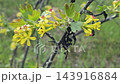 springtime flowering of a blackcurrant plant, close-up  143916884