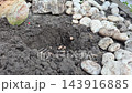 planting a young Sedum reflexum Cristatum reflexed stonecrop succulent outdoors in open ground 143916885