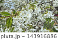 Apple blossoms in a spring garden  143916886