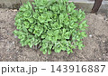 young succulent Sedum reflexum Cristatum  143916887