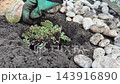 planting a young Sedum reflexum Cristatum succulent in the ground  143916890