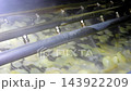 Potatoes move through an industrial washing line as water jets spray them from multiple nozzles. Automated vegetable cleaning and food processing at a large agricultural production facility. 143922209