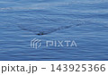 Sick fish with tapeworm swims on water surface before submerging into blue depth. Parasitic infection causes infected roach to float near surface during daylight. 143925366