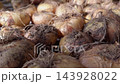 Bulbs drying on rack after harvest, showcasing natural textures and colors 143928022