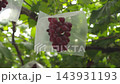 慢動作捕捉到一串紫色葡萄被包裹在透明塑膠袋中（山梨縣，農業）。 143931193