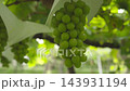 慢動作捕捉到精心培育的一串 Shine Muscat 葡萄（山梨縣，農業） 143931194