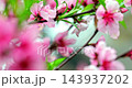 李花、梅峰農場、春天、盛開、南投，梅の花、梅峰農場、春、開花、南投，Plum blossoms, 143937202