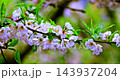 李花、梅峰農場、春天、盛開、南投，梅の花、梅峰農場、春、開花、南投，Plum blossoms, 143937204