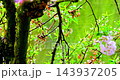 李花、梅峰農場、春天、盛開、南投，梅の花、梅峰農場、春、開花、南投，Plum blossoms, 143937205