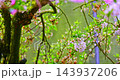 李花、梅峰農場、春天、盛開、南投，梅の花、梅峰農場、春、開花、南投，Plum blossoms, 143937206
