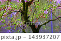 李花、梅峰農場、春天、盛開、南投，梅の花、梅峰農場、春、開花、南投，Plum blossoms, 143937207