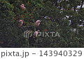 A flock of crested ibises resting perched on a branch in the rain. 143940329