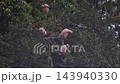A flock of crested ibises resting perched on a branch in the rain. 143940330