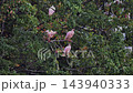 A flock of crested ibises resting perched on a branch in the rain. 143940333