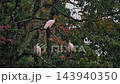 A flock of crested ibises resting perched on a branch in the rain. 143940350