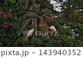 A flock of crested ibises resting perched on a branch in the rain. 143940352
