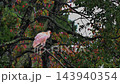 A crested ibis resting perched on a branch in the rain. 143940354