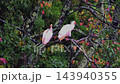 Two crested ibises rest perched on a branch in the rain. 143940355
