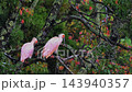 Two crested ibises rest perched on a branch in the rain. 143940357