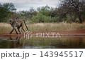 Chacma baboon  in greater  Kruger National park, South Africa 143945517