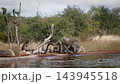 Chacma baboon  in greater  Kruger National park, South Africa 143945518
