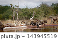 Chacma baboon  in greater  Kruger National park, South Africa 143945519