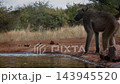 Chacma baboon  in greater  Kruger National park, South Africa 143945520