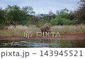 Common warthog in greater Kruger National park, South Africa 143945521
