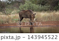 Common warthog in greater Kruger National park, South Africa 143945522