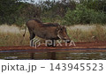 Common warthog in greater Kruger National park, South Africa 143945523
