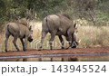 Common warthog in greater Kruger National park, South Africa 143945524