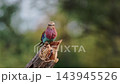 Lilac breasted roller in Greater Kruger National park, South Africa 143945526