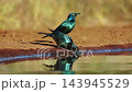Cape glossy starling in Greater Kruger National park, South Africa  143945529