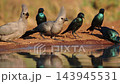Grey go away bird and Cape Glossy Starling in Kruger National park, South Africa 143945531