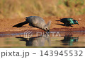 Grey go away bird and Cape Glossy Starling in Kruger National park, South Africa 143945532