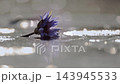 Waterlily flower in Greater Kruger National park, South Africa 143945533