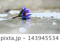 Waterlily flower in Greater Kruger National park, South Africa 143945534