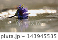 Waterlily flower in Greater Kruger National park, South Africa 143945535