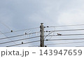 dove bird hanging on electric wire in dark sky and rain cloud background in evening 143947659