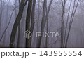 Eerie bare trees emerging from the mysterious dense morning fog in a spooky and haunted looking autumn forest during a dark day 143955554