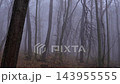 Pan right movement through a spooky haunted forest with dense fog, bare trees and creepy atmosphere on a cold autumn day 143955555