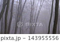 Handheld camera moving through a foggy and mysterious forest with bare trees in late autumn or winter 143955556