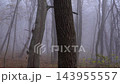 Foggy morning with mist enveloping mysterious leafless trees in a spooky autumn forest landscape during a cold fall day 143955557