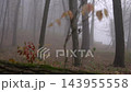 Foggy autumn forest with dense mist and bare trees revealing a park sign at the end of a slow dolly shot 143955558