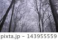 Low angle view of spooky bare trees disappearing into the dense morning fog during a mysterious autumn day in the woods 143955559