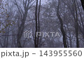 Foggy morning with bare trees and moving mist in a spooky and mysterious dark forest during late autumn 143955560