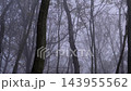 Foggy spooky forest with bare autumn trees moving in a dark, mysterious and misty wood landscape creating a scary atmosphere 143955562